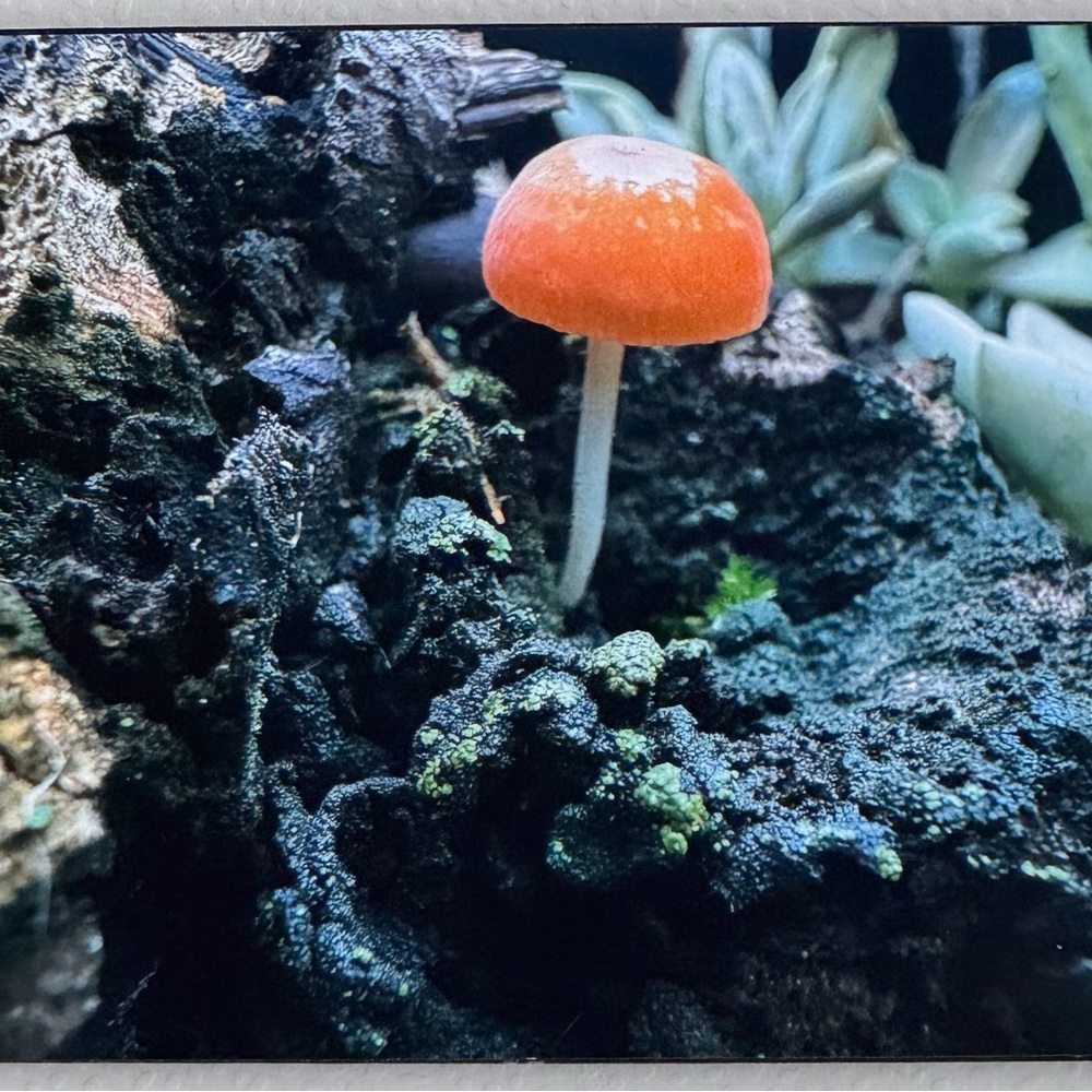 Orange and Black Mushroom Photography Art